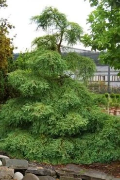 Miss Grace Weeping Dawn Redwood Tree (Metasequoia) - 3 Gallon Pot -Garden Plants Shop metasequoia miss grace dawn redwood tree 6 1