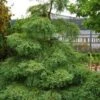 Miss Grace Weeping Dawn Redwood Tree (Metasequoia) - 3 Gallon Pot -Garden Plants Shop metasequoia miss grace dawn redwood tree 6