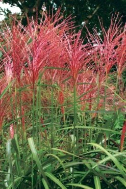 Flame Grass (Miscanthus 'Purpurascens') - 1 Gallon Pot -Garden Plants Shop miscanthus purpurascens flame grass 1