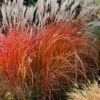 Flame Grass (Miscanthus 'Purpurascens') - 1 Gallon Pot -Garden Plants Shop miscanthus purpurascens flame grass 10