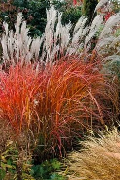 Flame Grass (Miscanthus 'Purpurascens') - 1 Gallon Pot