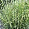 Bandwidth Dwarf Zebra Grass - 6 Pack Of 1 Gallon Pots -Garden Plants Shop miscanthus sinensis bandwidth zebra grass 2 1
