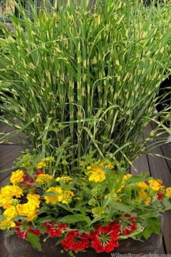 Bandwidth Dwarf Zebra Grass - 6 Pack Of 1 Gallon Pots -Garden Plants Shop miscanthus sinensis bandwidth zebra grass 5 1