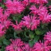 Electric Neon Pink Bee Balm (Monarda) - 1 Gallon Pot -Garden Plants Shop monarda electric neon pink bee balm 2