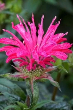Electric Neon Pink Bee Balm (Monarda) - 1 Gallon Pot -Garden Plants Shop monarda electric neon pink bee balm 6