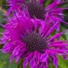 Bee-You Bee Free Bee Balm (Monarda) - 1 Gallon Pot -Garden Plants Shop monarda hybrid bee free bee balm 8