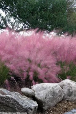Pink Muhly Grass - Cotton Candy Grass - 1 Gallon Pot -Garden Plants Shop muhlenbergia capillaris pink muhly cotton candy grass 202 1