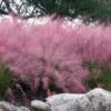 Pink Muhly Grass - Cotton Candy Grass - 3 Gallon Pot -Garden Plants Shop muhlenbergia capillaris pink muhly cotton candy grass 202