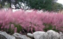 Pink Muhly Grass - Cotton Candy Grass - 6 Pack Of 1 Gallon Pots -Garden Plants Shop muhlenbergia capillaris pink muhly cotton candy grass 204 2