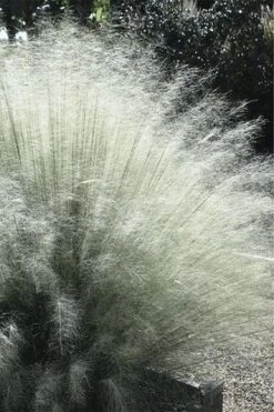 White Cloud Muhly Grass - 3 Gallon Pot -Garden Plants Shop muhlenbergia capillaris white cloud muhly grass 101 thumbnail