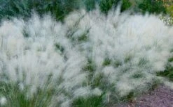 White Cloud Muhly Grass - 3 Gallon Pot -Garden Plants Shop muhlenbergia capillaris white cloud muhly grass 102
