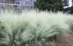 White Cloud Muhly Grass - 3 Gallon Pot -Garden Plants Shop muhlenbergia capillaris white cloud muhly grass 103