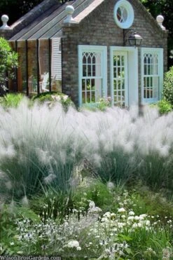 White Cloud Muhly Grass - 3 Gallon Pot -Garden Plants Shop muhlenbergia capillaris white cloud muhly grass 108