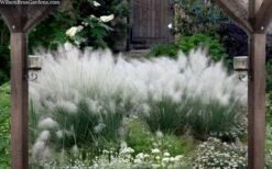 White Cloud Muhly Grass - 3 Gallon Pot -Garden Plants Shop muhlenbergia capillaris white cloud muhly grass 109