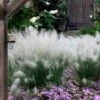 White Cloud Muhly Grass - 3 Gallon Pot -Garden Plants Shop muhlenbergia capillaris white cloud muhly grass 12