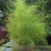Bamboo Muhly Grass - 3 Gallon Pot -Garden Plants Shop muhlenbergia dumosa bamboo muhly grass 11
