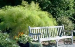 Bamboo Muhly Grass - 3 Gallon Pot -Garden Plants Shop muhlenbergia dumosa bamboo muhly grass 12