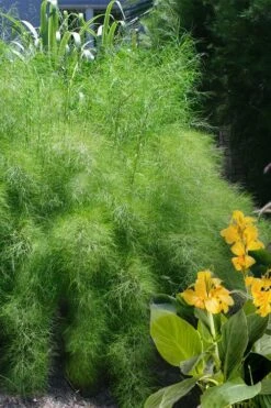 Bamboo Muhly Grass - 3 Gallon Pot -Garden Plants Shop muhlenbergia dumosa bamboo muhly grass 14