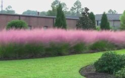 Pink Muhly Grass - Cotton Candy Grass - 3 Gallon Pot -Garden Plants Shop muhly grass pink 70