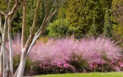 Pink Muhly Grass - Cotton Candy Grass - 6 Pack Of 1 Gallon Pots -Garden Plants Shop muhly grass pink 76 1