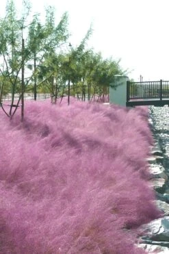 Pink Muhly Grass - Cotton Candy Grass - 3 Gallon Pot -Garden Plants Shop muhly grass pink 77