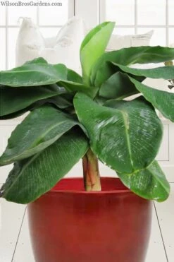Little Prince Banana Plant - 1 Gallon Pot -Garden Plants Shop musa little prince dwarf banana plant 1