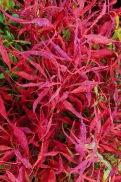 Bonfire Dwarf Nandina (Heavenly Bamboo) - 3 Gallon Pot -Garden Plants Shop nandina bonfire 101