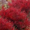 Bonfire Dwarf Nandina (Heavenly Bamboo) - 3 Gallon Pot -Garden Plants Shop nandina bonfire 102