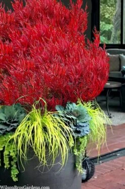 Bonfire Dwarf Nandina (Heavenly Bamboo) - 3 Gallon Pot -Garden Plants Shop nandina bonfire 105