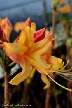 Tallulah Sunrise Native Azalea (Rhododendron) - 1 Gallon Pot -Garden Plants Shop native azalea tallulah sunrise 13 thumbnail