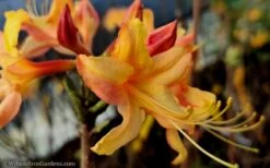 Tallulah Sunrise Native Azalea (Rhododendron) - 1 Gallon Pot -Garden Plants Shop native azalea tallulah sunrise 15