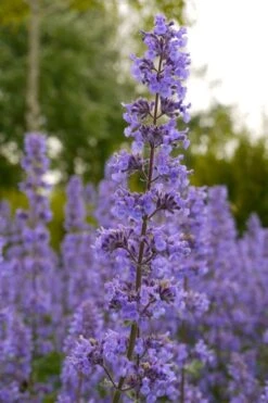 Summer Magic Catmint (Nepeta Grandiflora) - 1 Gallon Pot -Garden Plants Shop nepeta grandiflora summer magic catmint 1
