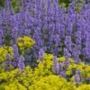 Summer Magic Catmint (Nepeta Grandiflora) - 1 Gallon Pot -Garden Plants Shop nepeta grandiflora summer magic catmint 2