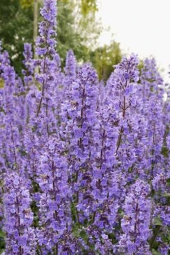 Summer Magic Catmint (Nepeta Grandiflora) - 1 Gallon Pot -Garden Plants Shop nepeta grandiflora summer magic catmint 3