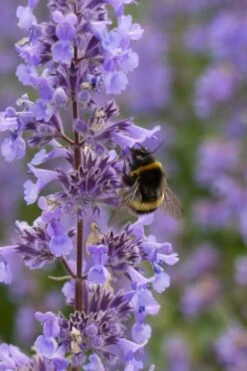Summer Magic Catmint (Nepeta Grandiflora) - 1 Gallon Pot -Garden Plants Shop nepeta grandiflora summer magic catmint 4