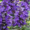 Neptune Catmint (Nepeta) - 1 Gallon Pot -Garden Plants Shop nepeta neptune catmint 6