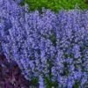 Purrsian Blue Catmint (Nepeta Faassenii) - 1 Gallon Pot -Garden Plants Shop nepeta purrsian blue catmint 2