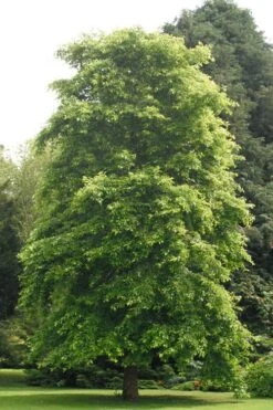 Black Gum Tupelo Tree (Nyssa Sylvatica) - 1 Gallon Pot -Garden Plants Shop nyssa sylvatica black gum tupelo tree 2