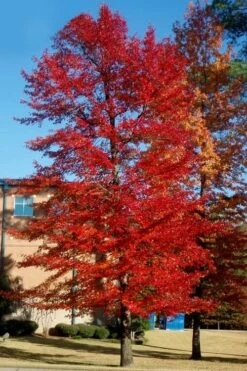 Black Gum Tupelo Tree (Nyssa Sylvatica) - 1 Gallon Pot -Garden Plants Shop nyssa sylvatica black gum tupelo tree 3