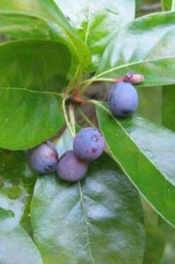 Black Gum Tupelo Tree (Nyssa Sylvatica) - 1 Gallon Pot -Garden Plants Shop nyssa sylvatica black gum tupelo tree fruit 1