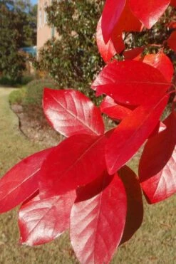 Black Gum Tupelo Tree (Nyssa Sylvatica) - 1 Gallon Pot -Garden Plants Shop nyssa sylvatica black gum tupelo tree leaf 1