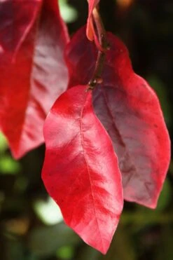 Black Gum Tupelo Tree (Nyssa Sylvatica) - 1 Gallon Pot -Garden Plants Shop nyssa sylvatica black gum tupelo tree leaf