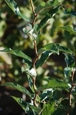 Zydeco Twist Black Gum Tree - 7 Gallon Pot (2-3') -Garden Plants Shop nyssa sylvatica zydeco twist black gum tupelo tree 3