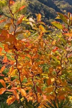 Zydeco Twist Black Gum Tree - 7 Gallon Pot (2-3') -Garden Plants Shop nyssa sylvatica zydeco twist black gum tupelo tree 4