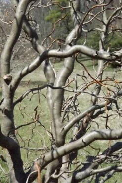 Zydeco Twist Black Gum Tree - 7 Gallon Pot (2-3') -Garden Plants Shop nyssa sylvatica zydeco twist black gum tupelo tree 6