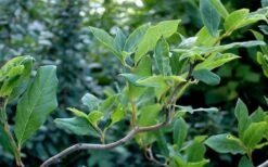 Zydeco Twist Black Gum Tree - 7 Gallon Pot (2-3') -Garden Plants Shop nyssa sylvatica zydeco twist black gum tupelo tree 8