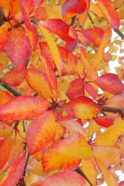 Zydeco Twist Black Gum Tree - 7 Gallon Pot (2-3') -Garden Plants Shop nyssa sylvatica zydeco twist black gum tupelo tree 9