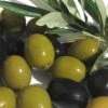 Arbequina Olive Tree - 5 Gallon Pot -Garden Plants Shop olive arbequina 5