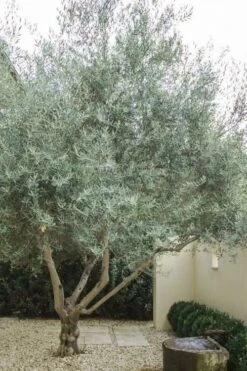 Arbequina Olive Tree - 5 Gallon Pot -Garden Plants Shop olive tree arbequina 4