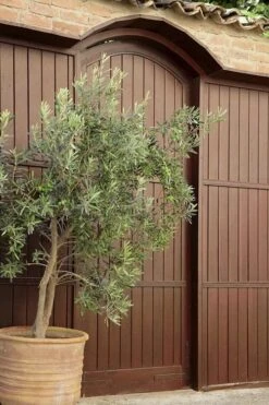 Arbequina Olive Tree - 5 Gallon Pot -Garden Plants Shop olive tree arbequina 6